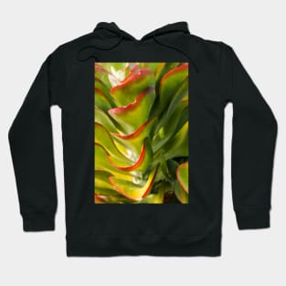 Succulent green beauty Hoodie